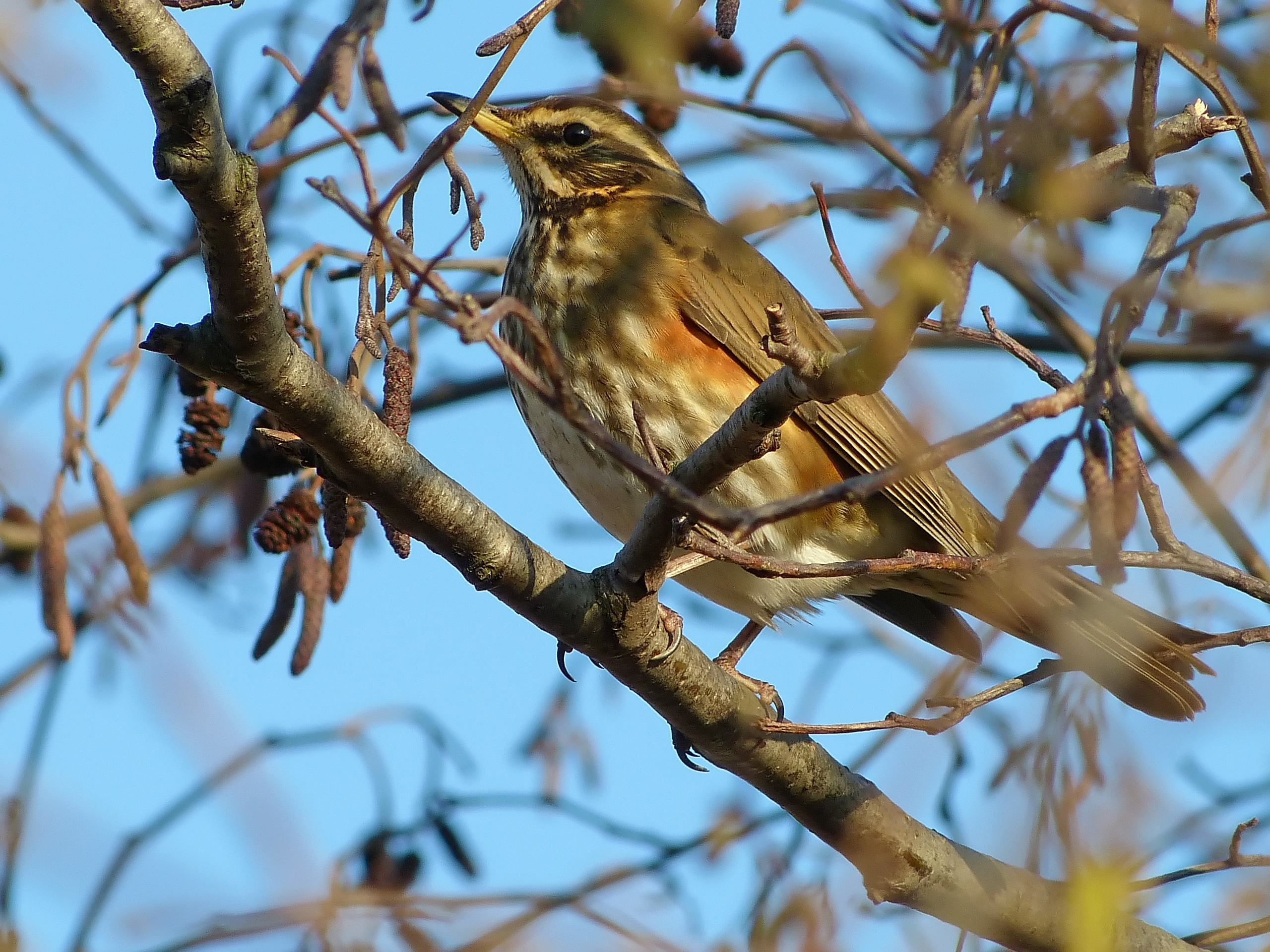 Redwing