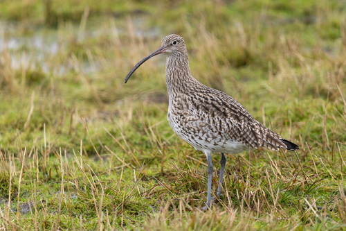 Curlews