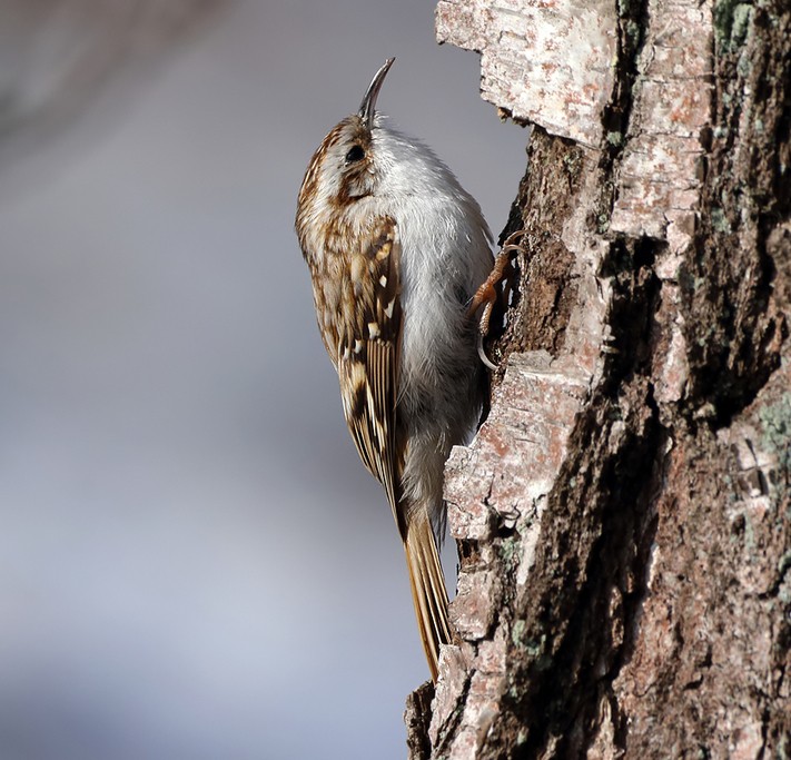 A side-by-side of Eurasian treecreeper (left) and short-toed treecreeper (right)