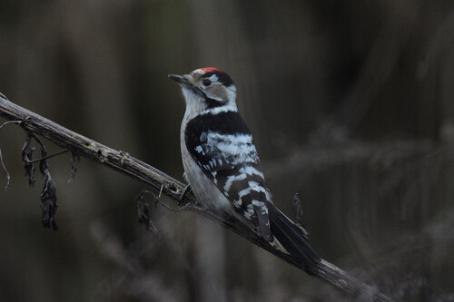 A comparision of three different species of woodpecker