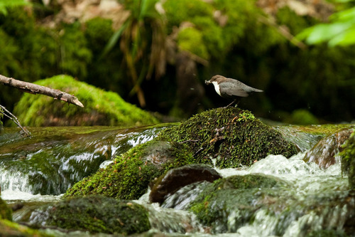 Dippers on the Water of Leith