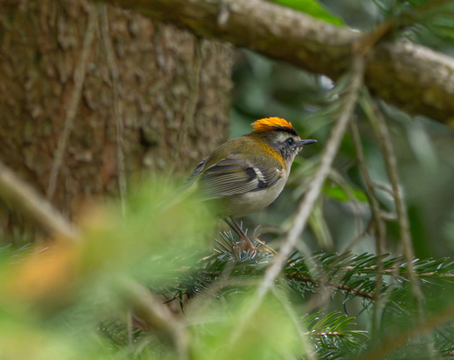 The uncommon birds of Schloss Rheydt