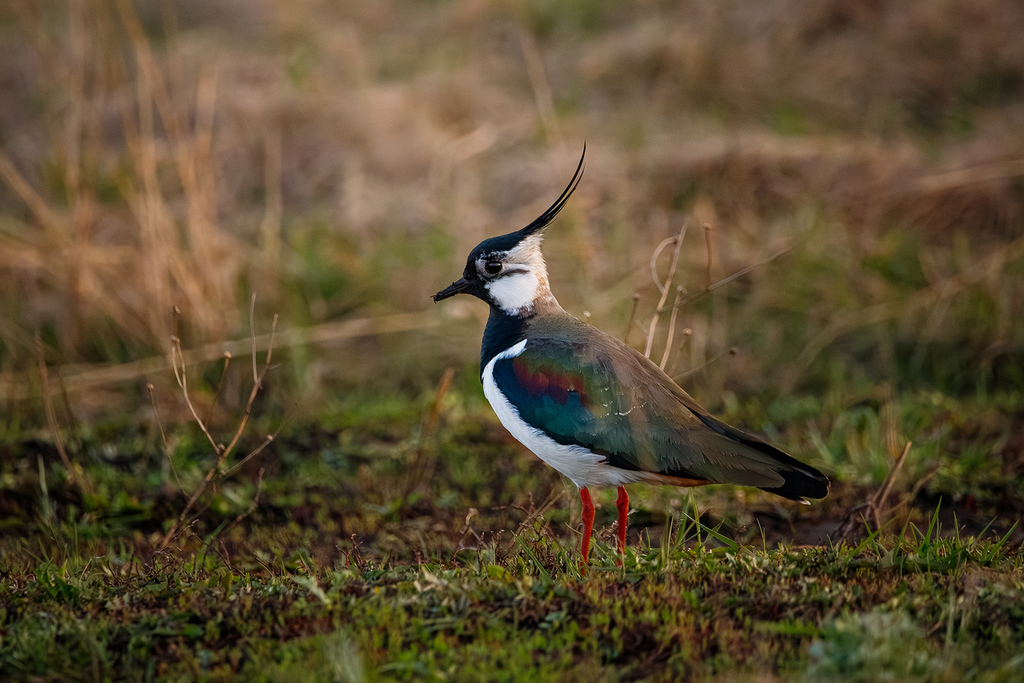 A trip to Musselburgh Lagoons