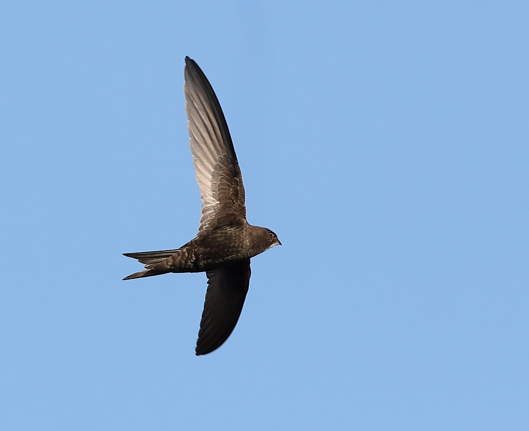 Autumn Migration: who's in, who's out?